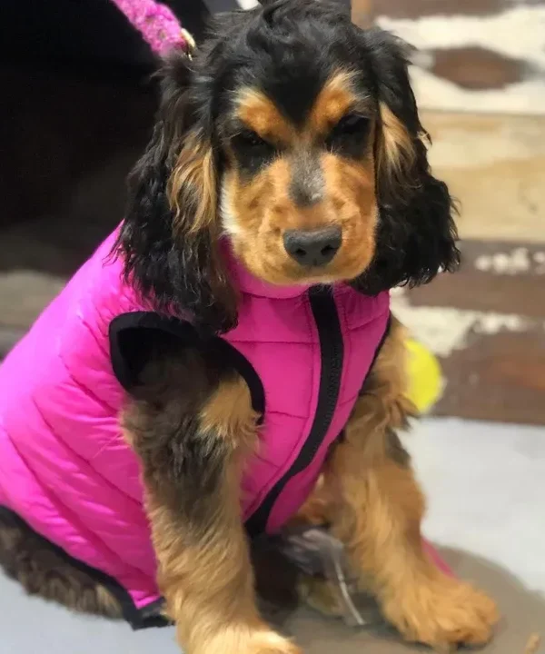 The Dog Puffer Jackets